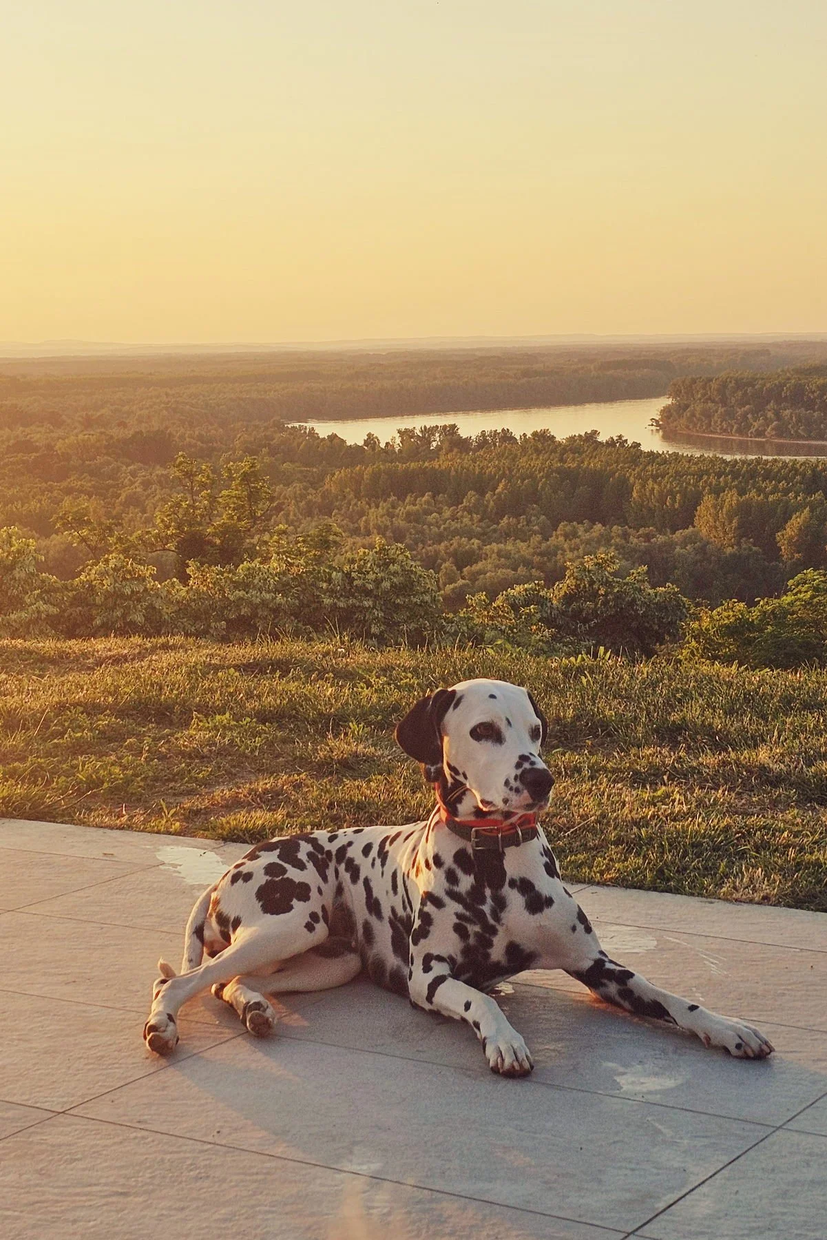 Magical sunset, magical dog