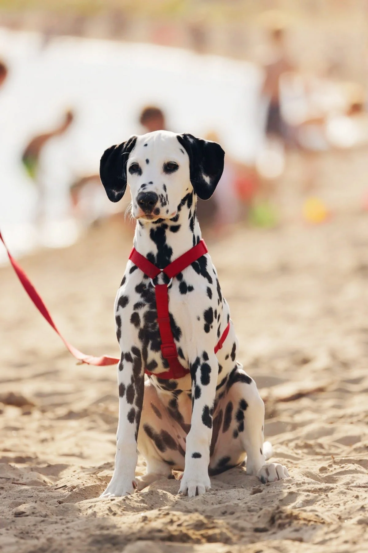 Enjoying the beach