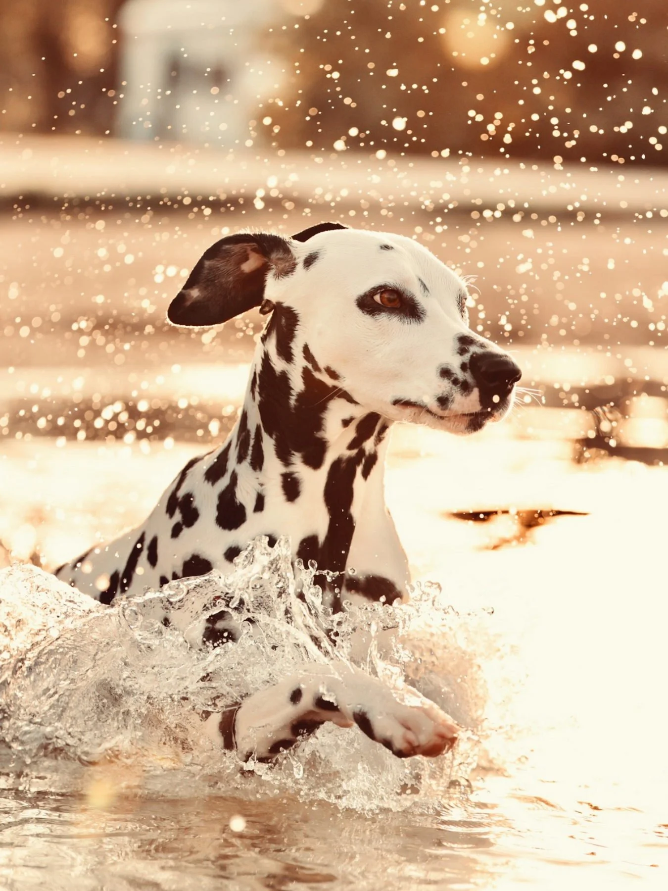 Pika enjoying a late afternoon swim