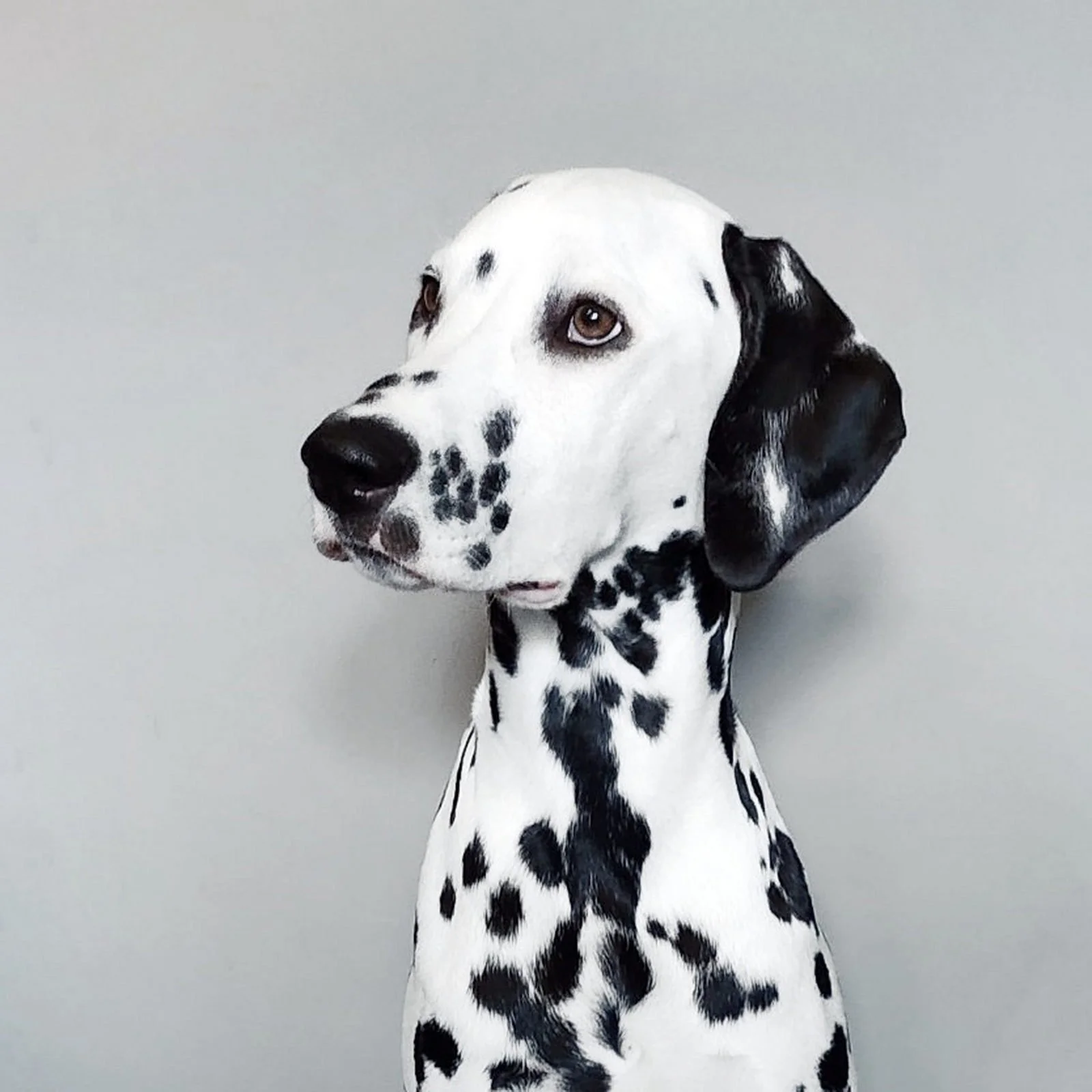 Portrait of a Dalmatian which knows lunch is on the dining table.