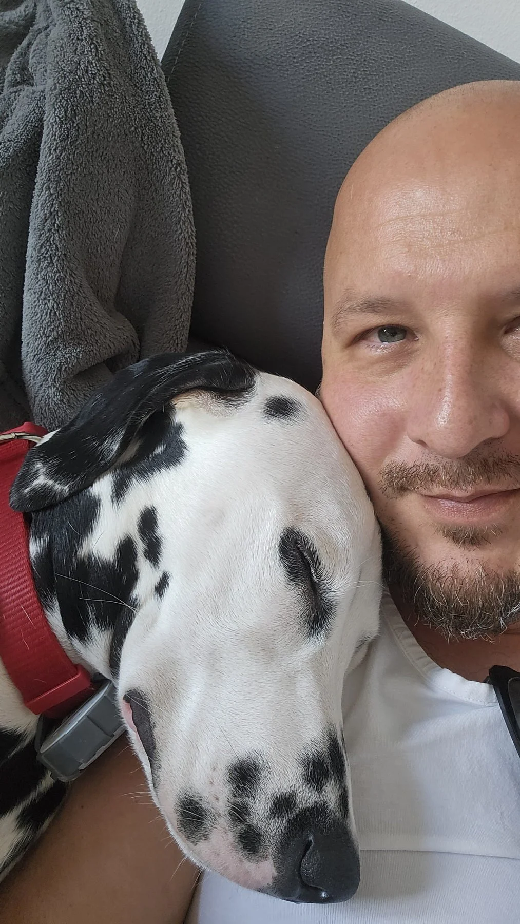 Dalmatian affection is legendary