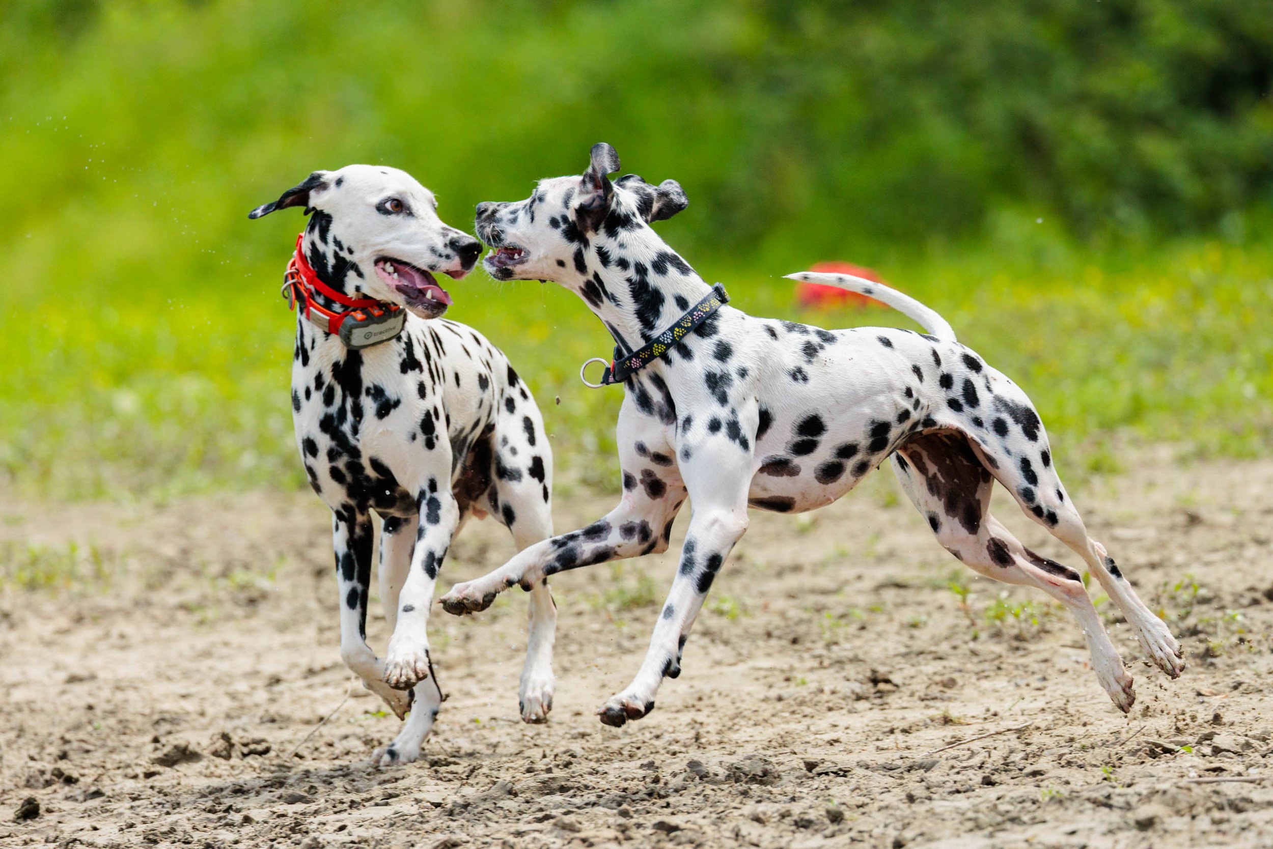 Pika and her oldest dalmatian friend Seka having a blast