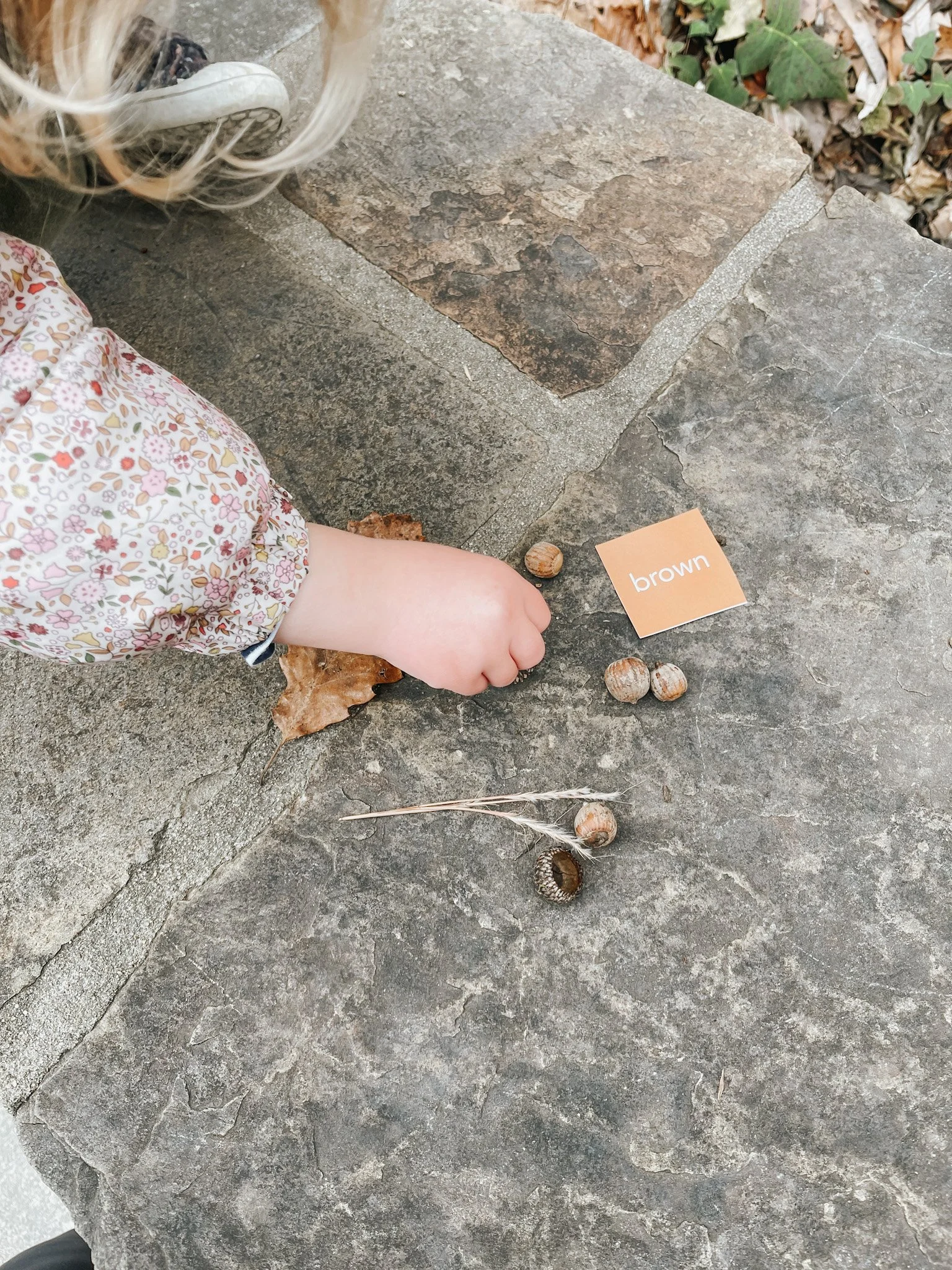 A person wearing a floral patterned long sleeve shirt is reaching towards a pile of acorns and a small card with the word 'brown' on a stone surface.