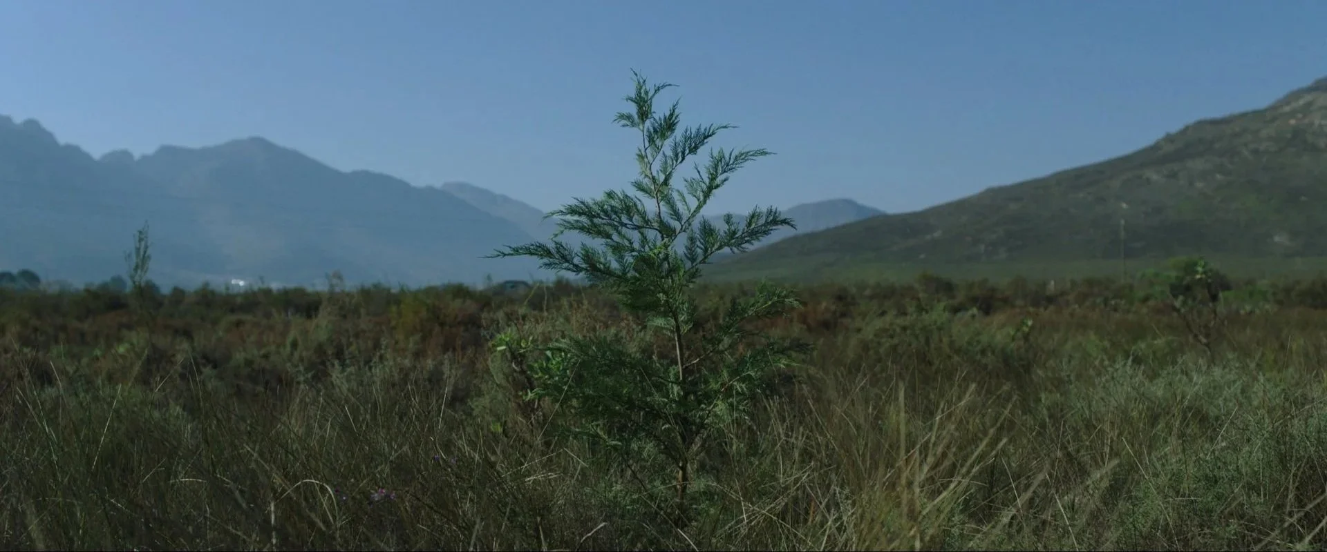 A small green plant growing among tall grasses and bushes in a vast open landscape with distant mountains and clear blue sky.