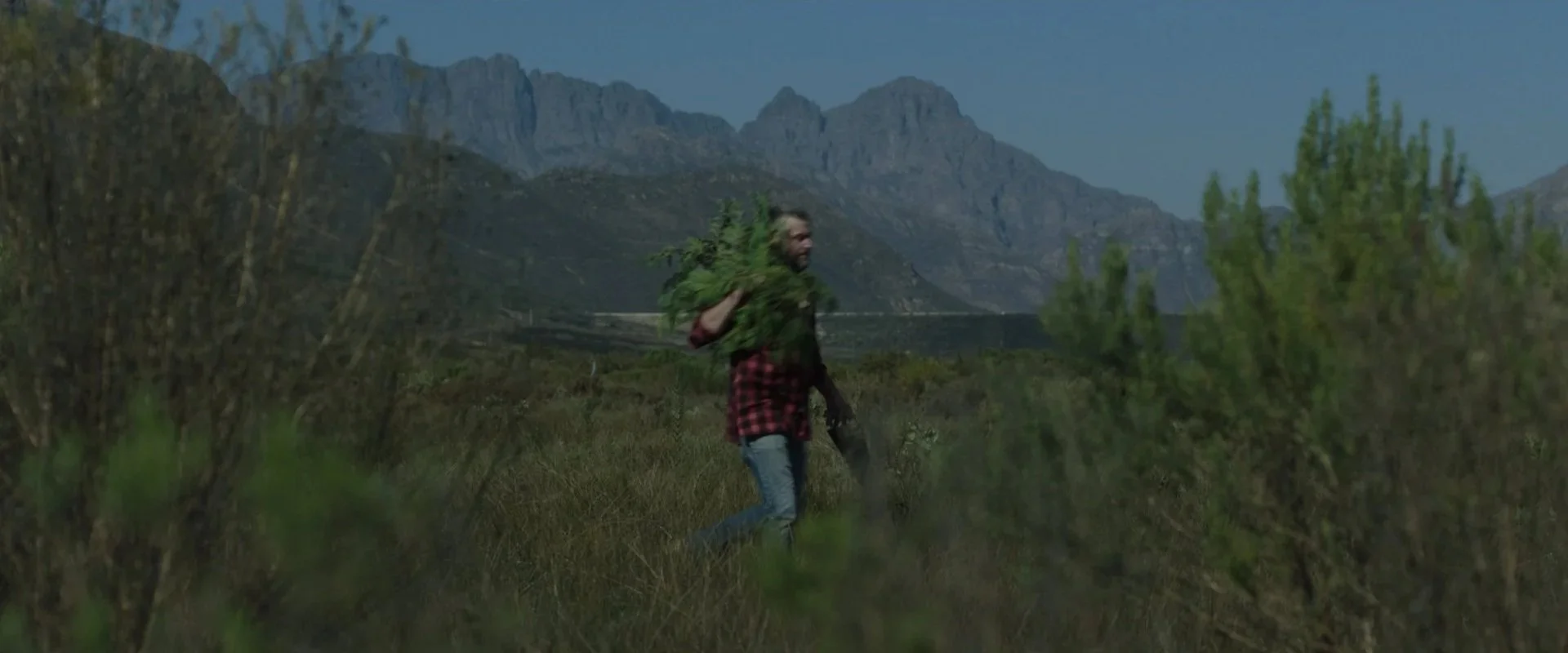 A man walking through a grassy landscape carrying a large branch, with mountains in the background and green bushes in the foreground.