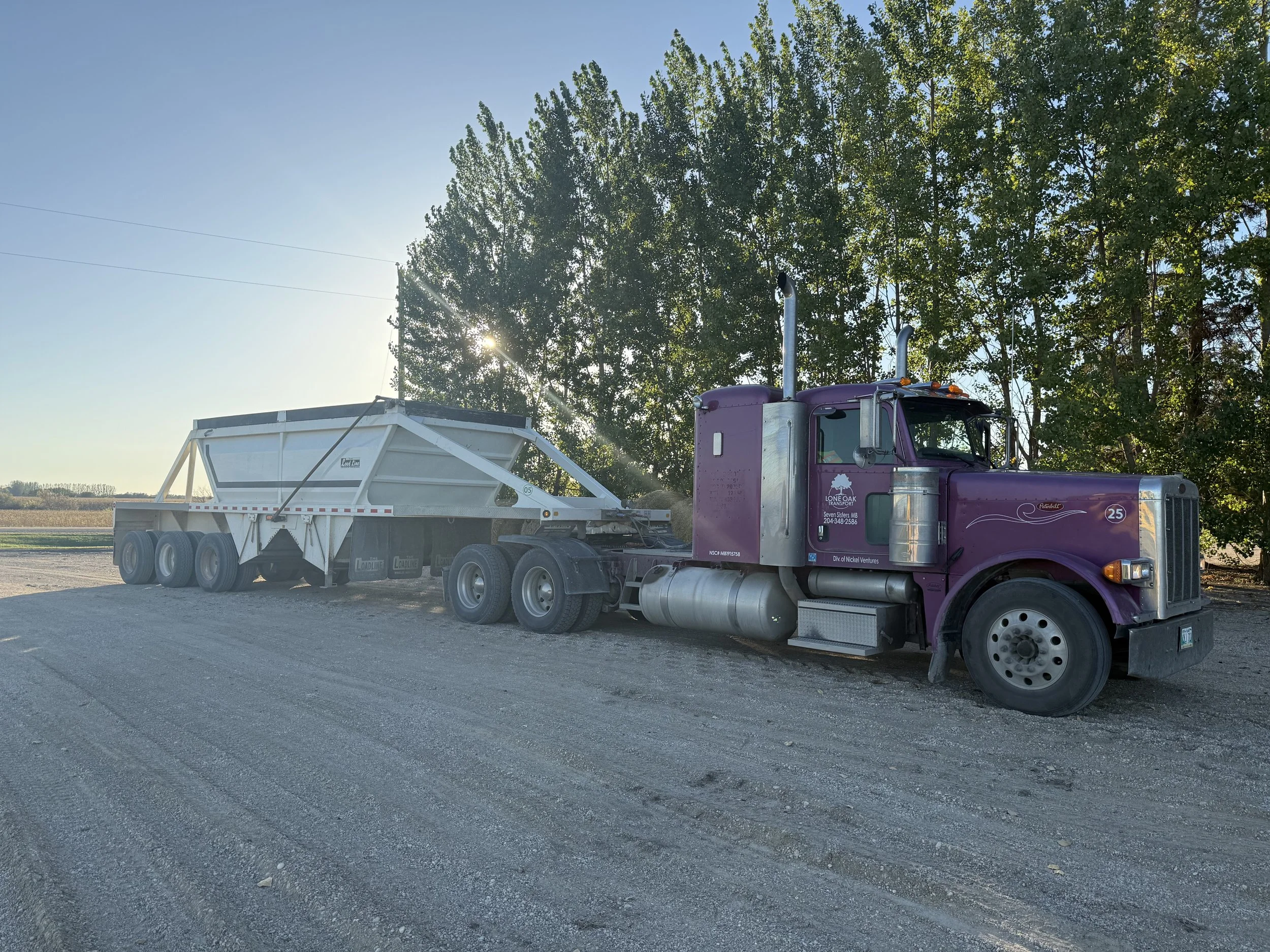 A semi-truck with a white trailer parked on a dirt road beside a large green tree, with sunlight filtering through the leaves.