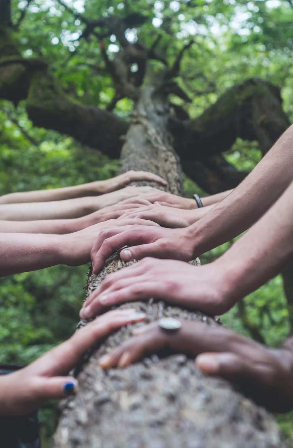 Multiple hands placed on a fallen tree trunk in a green forest, with a large tree in the background.