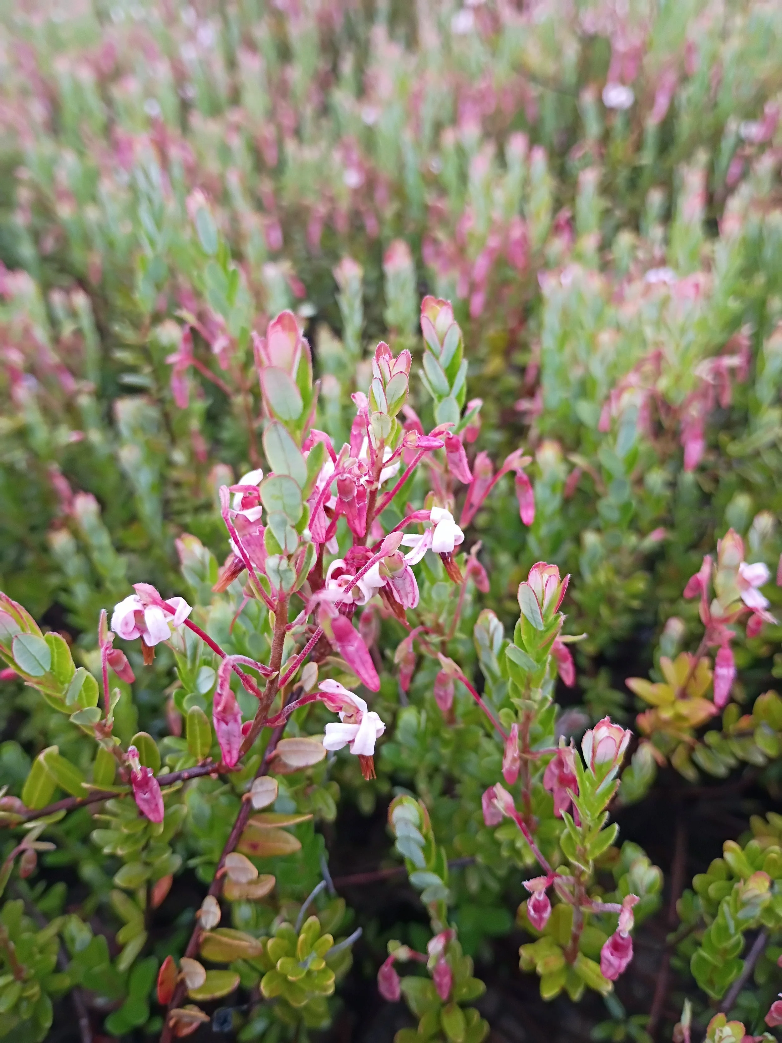 Pink flowers of early stage of cranberry growth