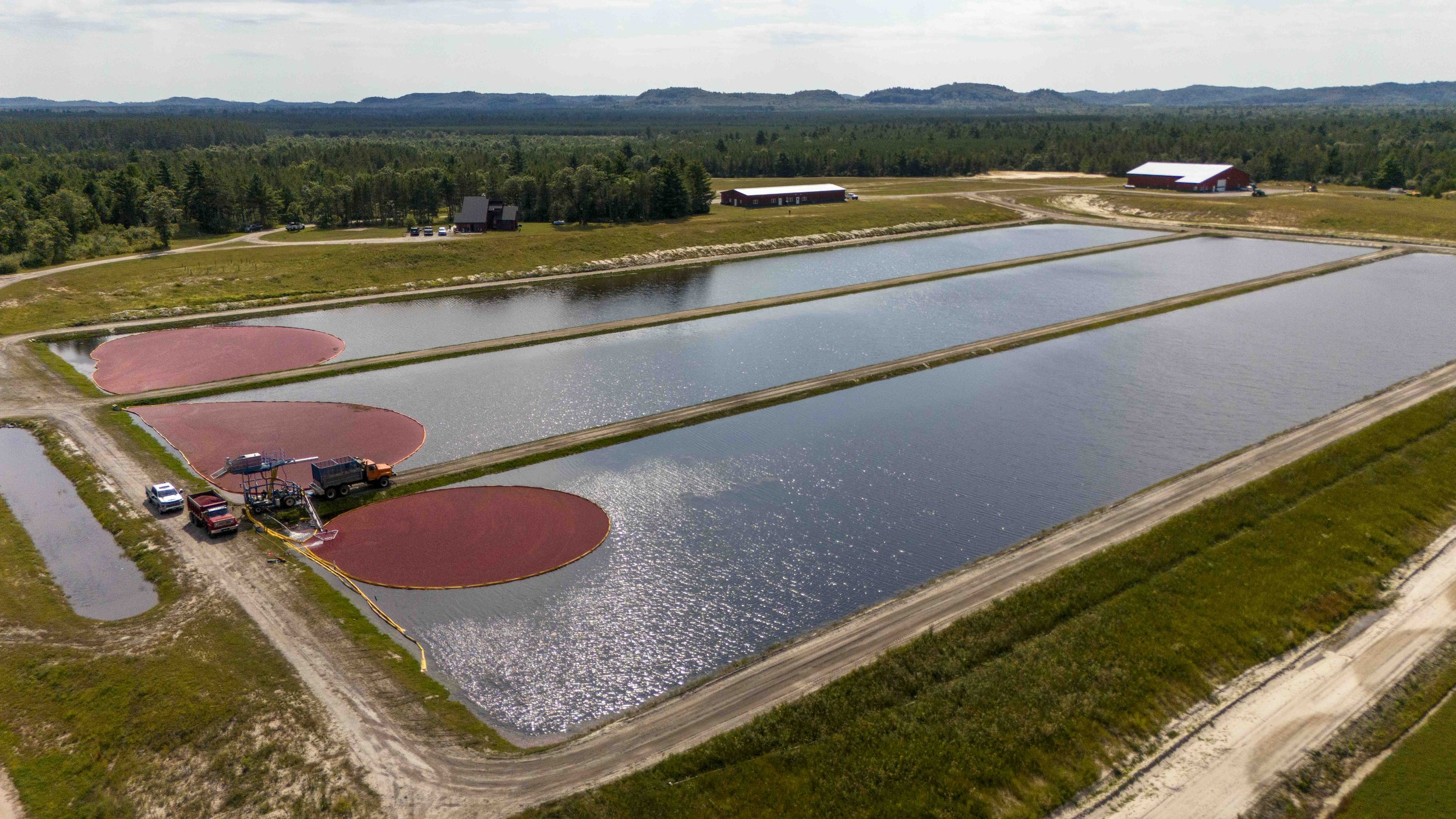 Harvest of Cranberries