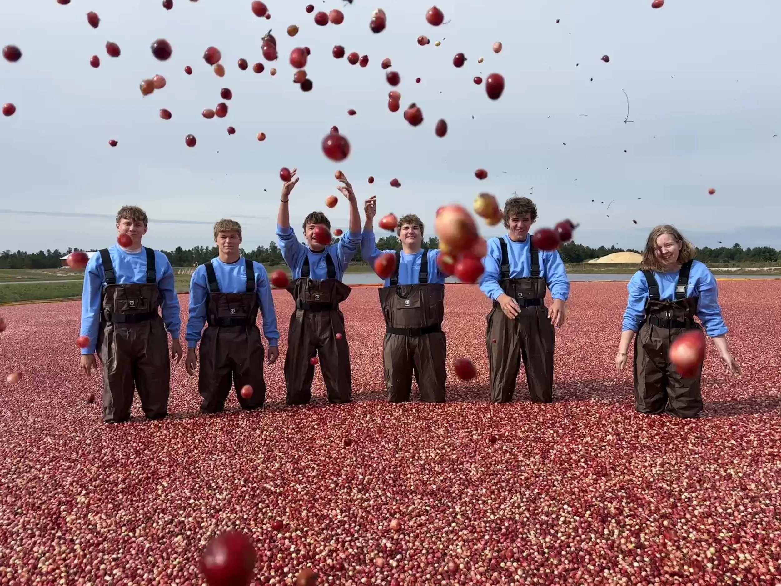 Visitors in a cranberry bed throwing cranberries