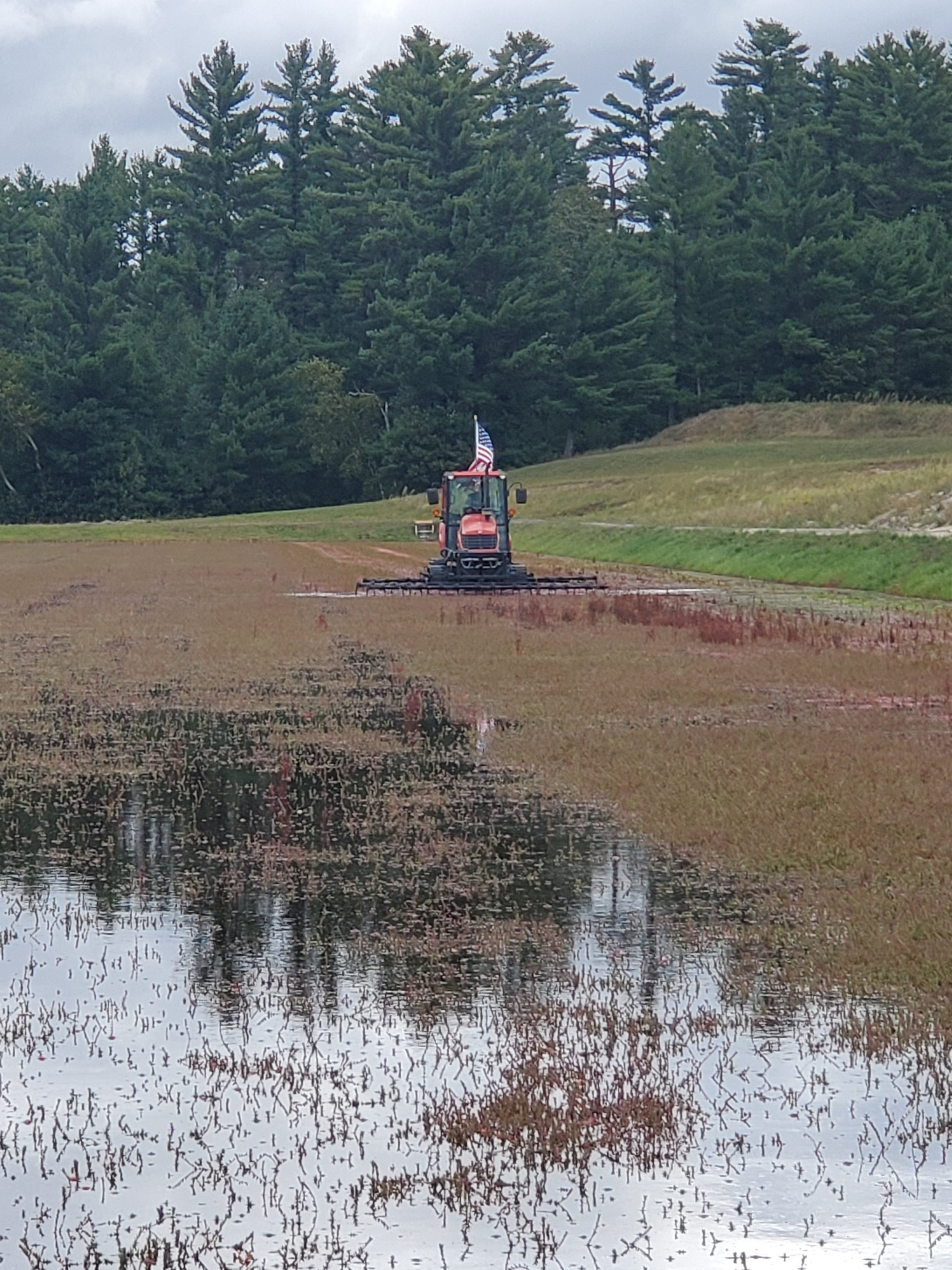Harrow driving in a cranberry bed