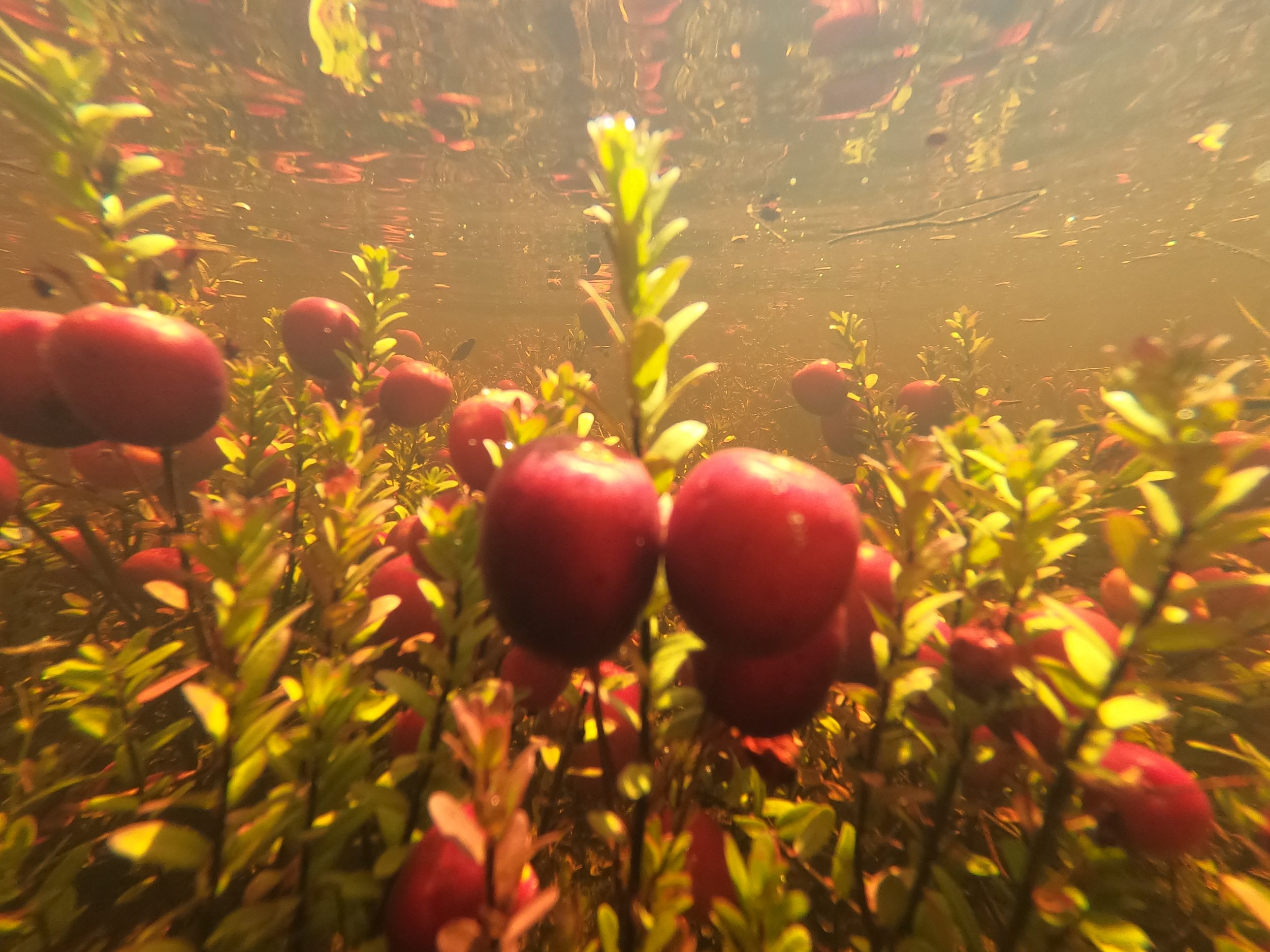 Cranberries on vines underwater