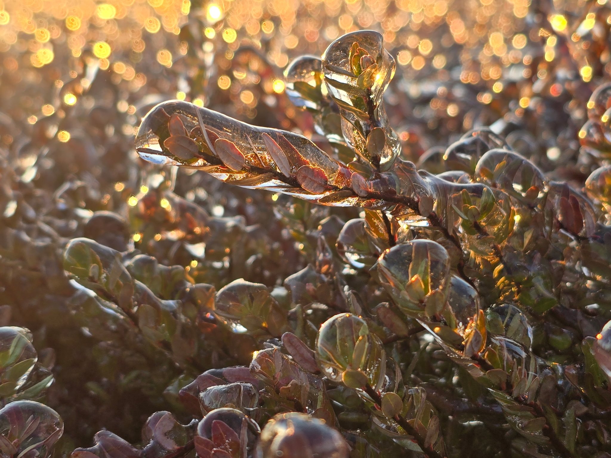 Iced Vines
