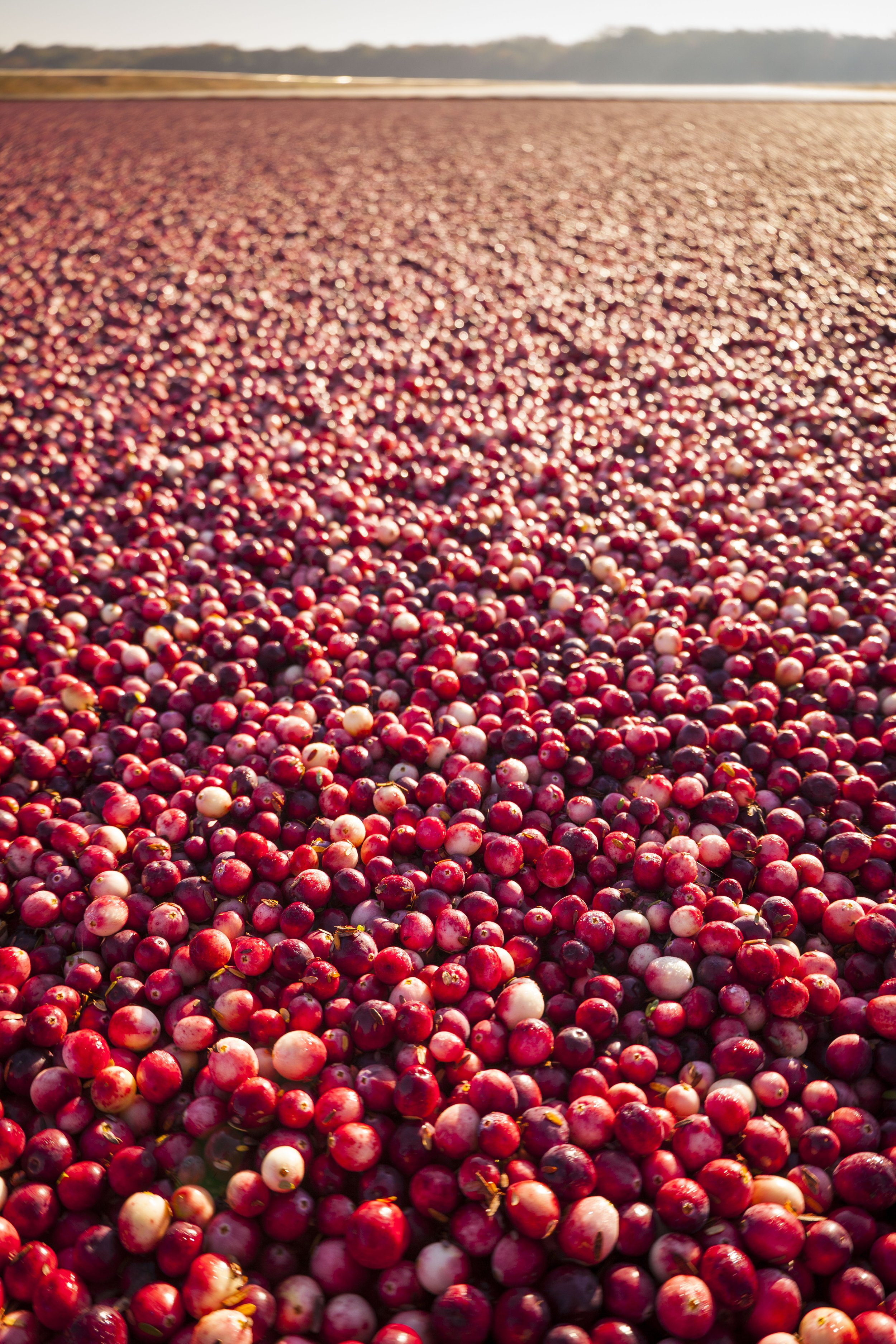 Floating cranberries