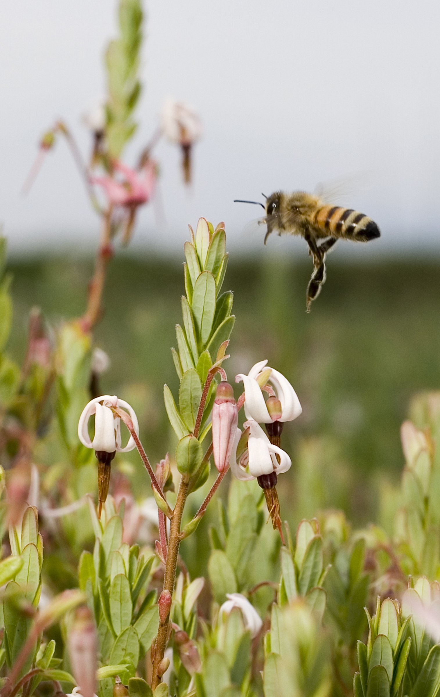 Bee next to cranberry flower