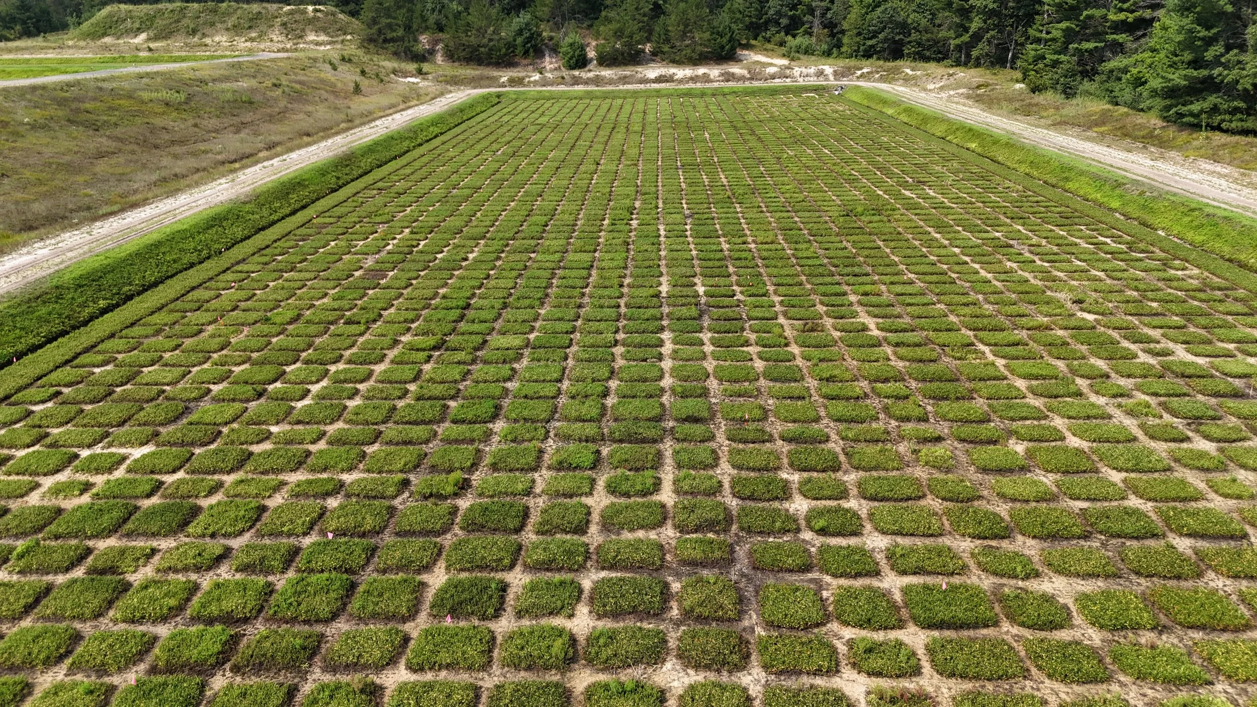 Research Plots