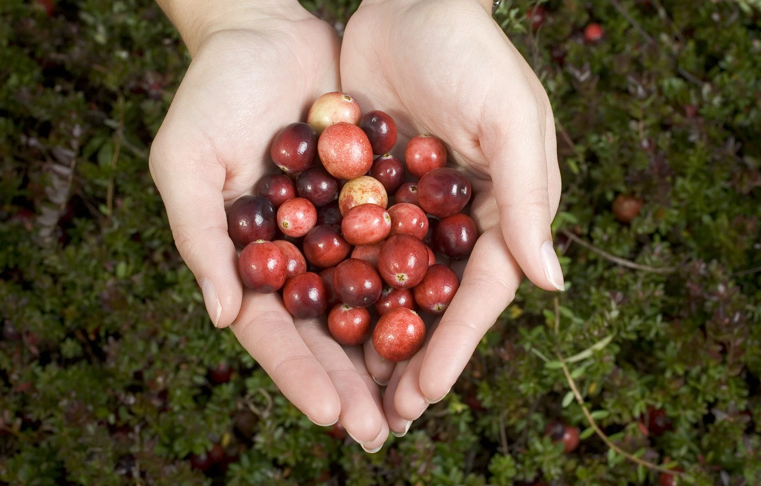 Handful of cranberries