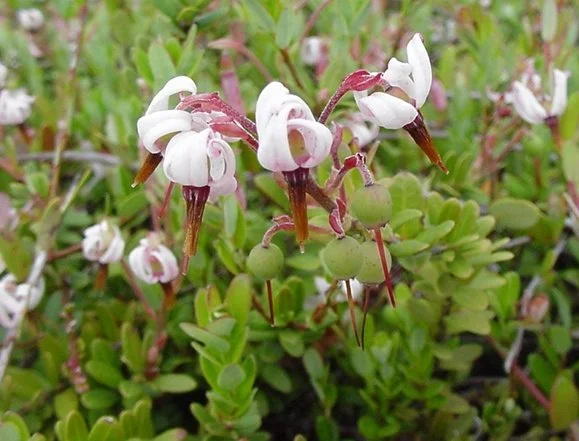 Late bloom of cranberries