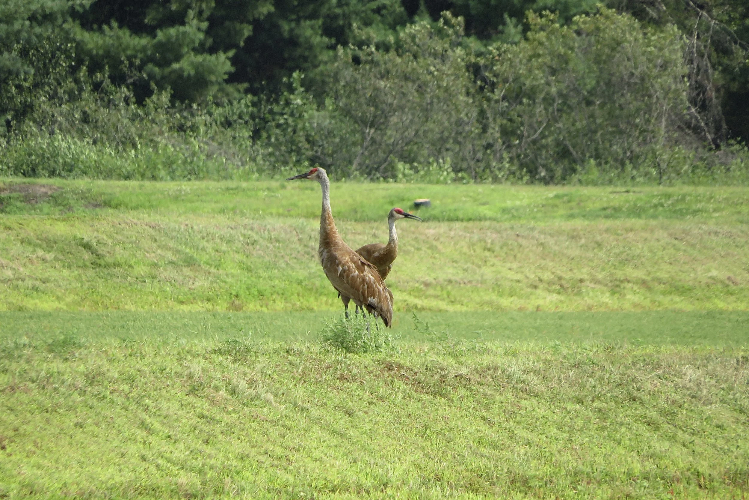 Sandhill Cranes named Sandy and Pete standing in a field