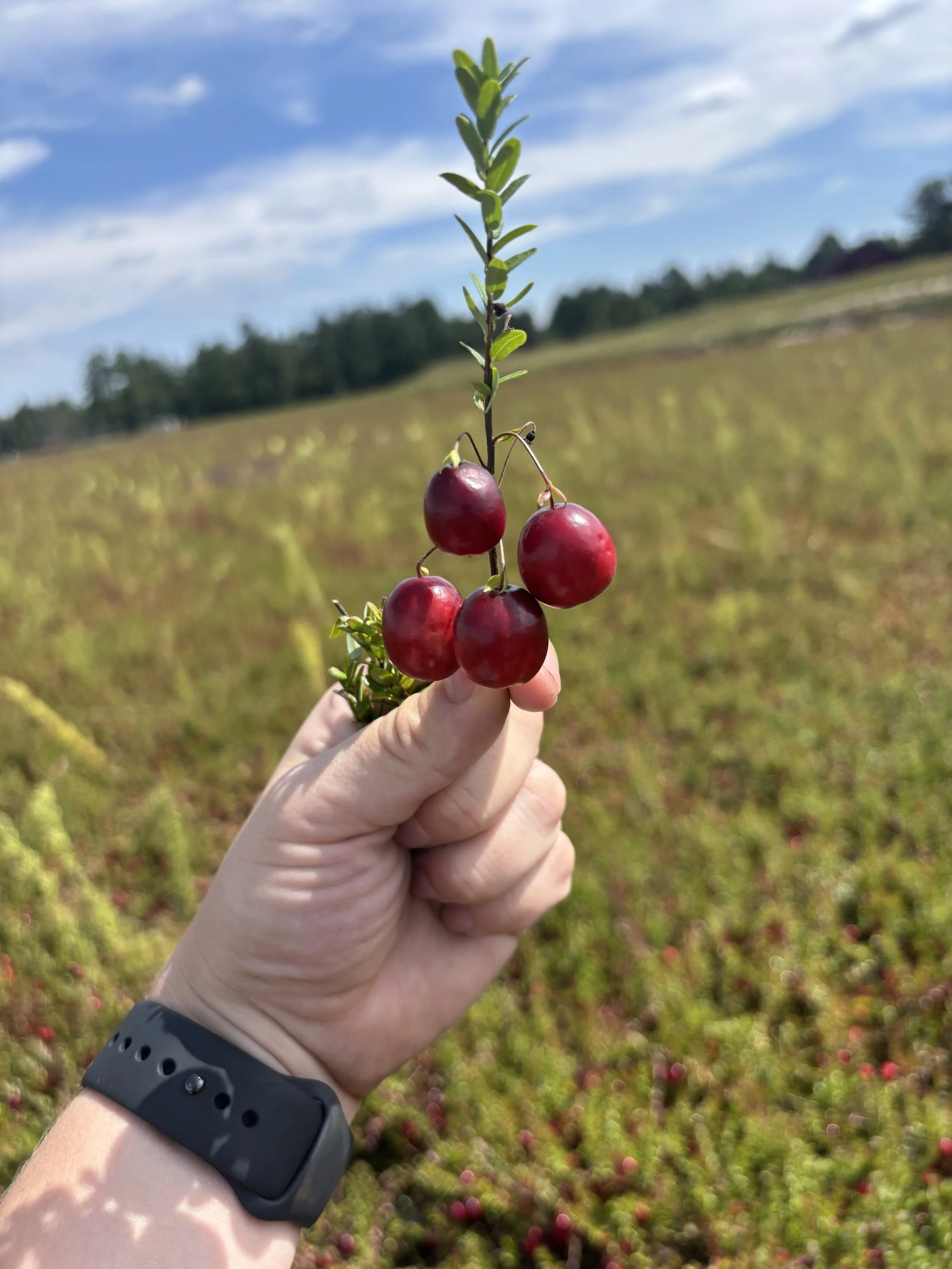 Holding a vine with cranberries