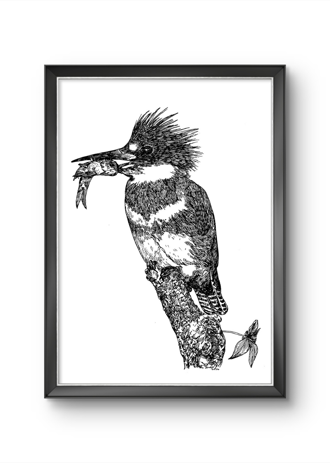 Belted Kingfisher