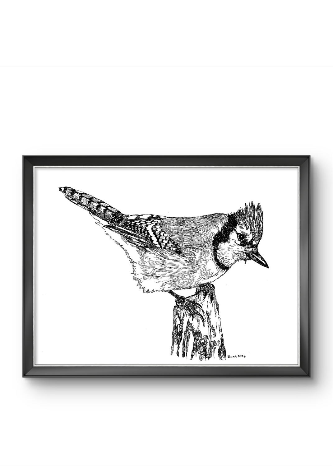 Blue Jay