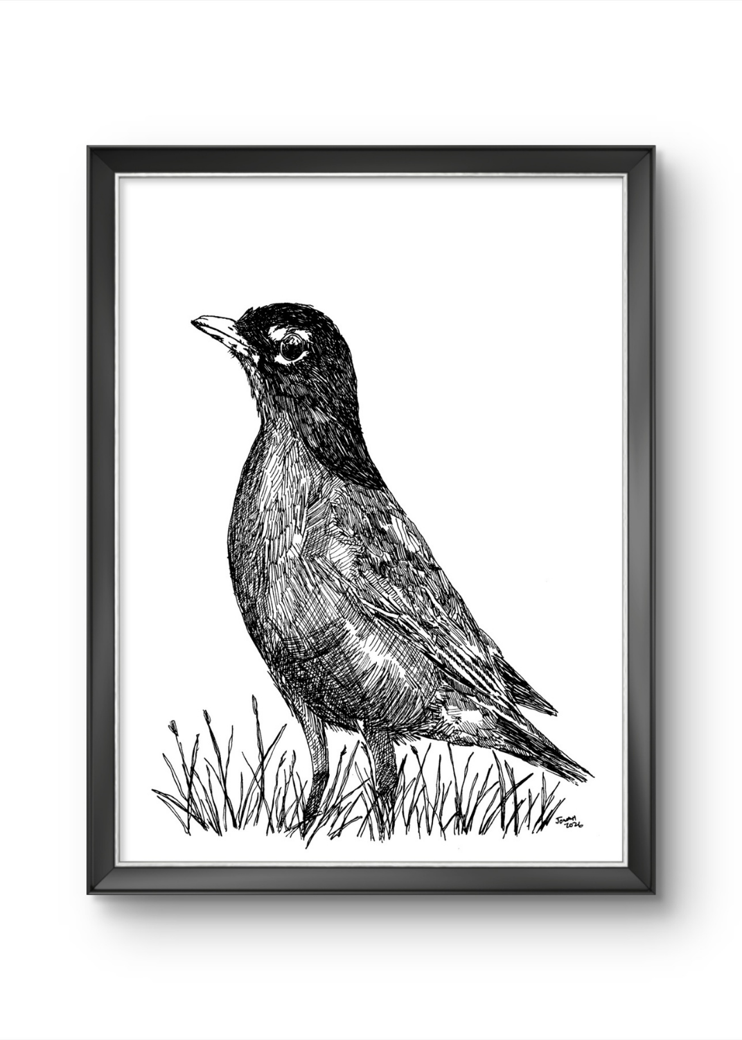 American Robin