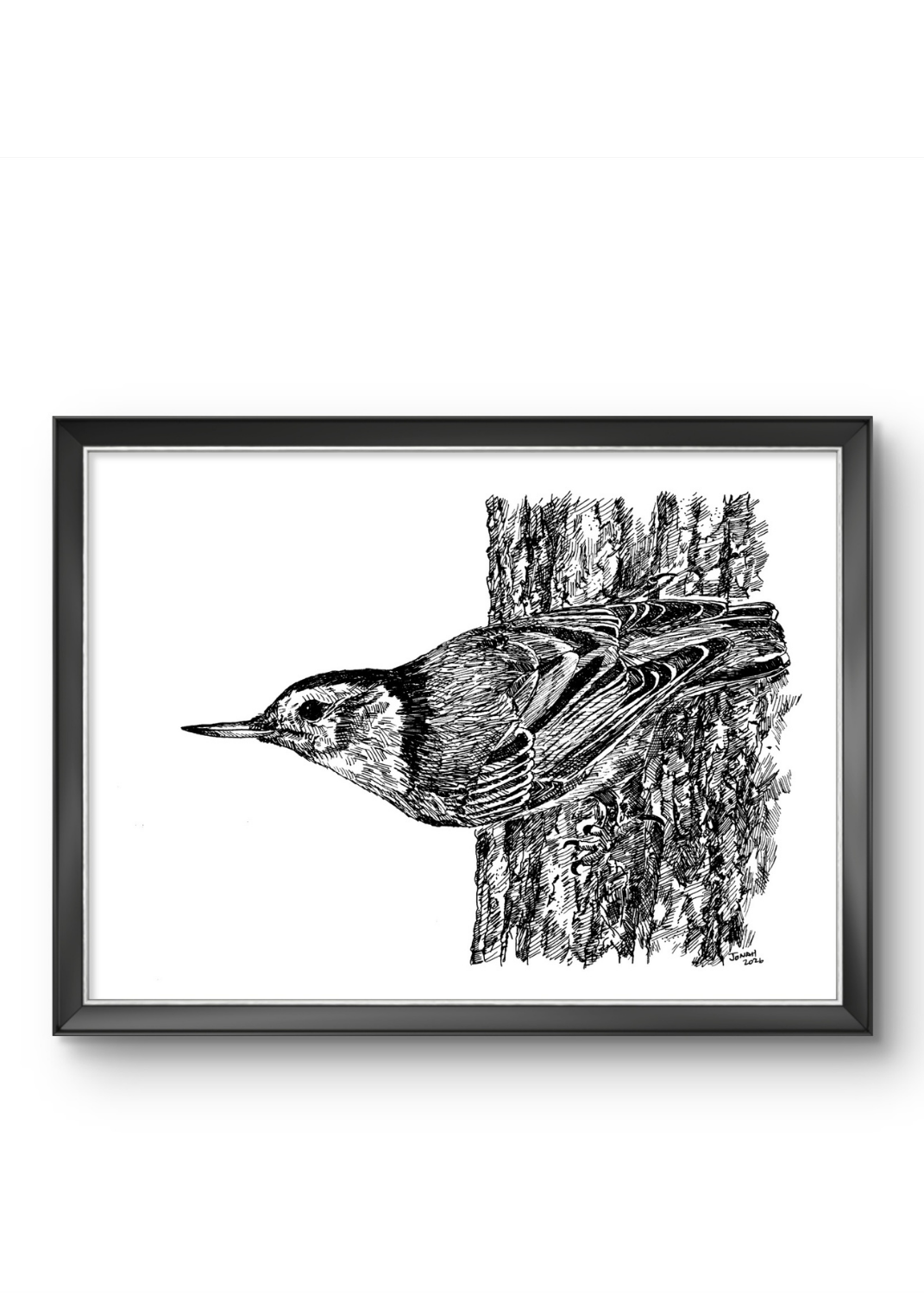 White-Breasted Nuthatch