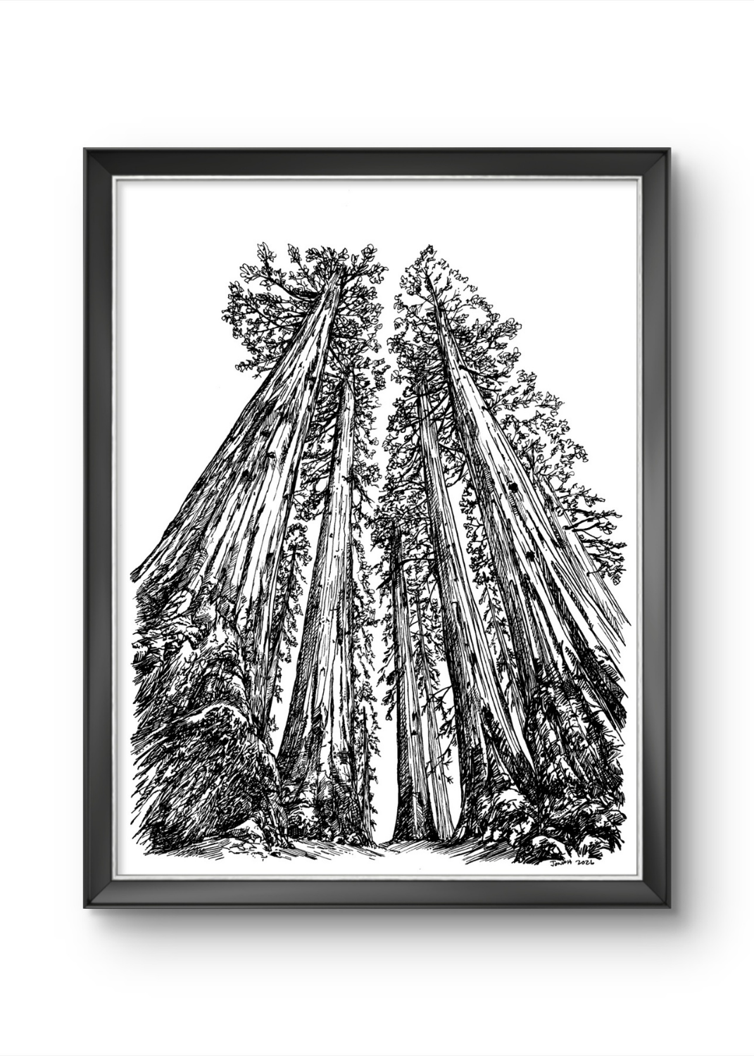 Sequoia