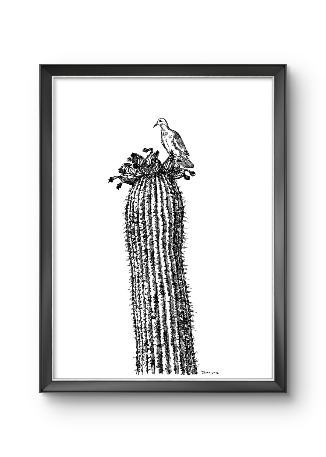 Saguaro Dove