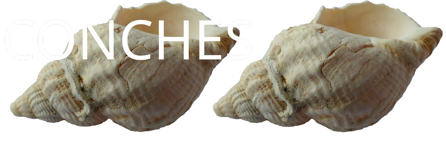 Conches