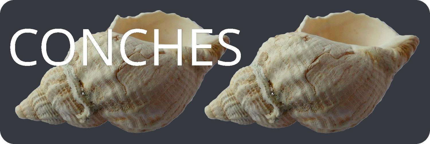 Conches