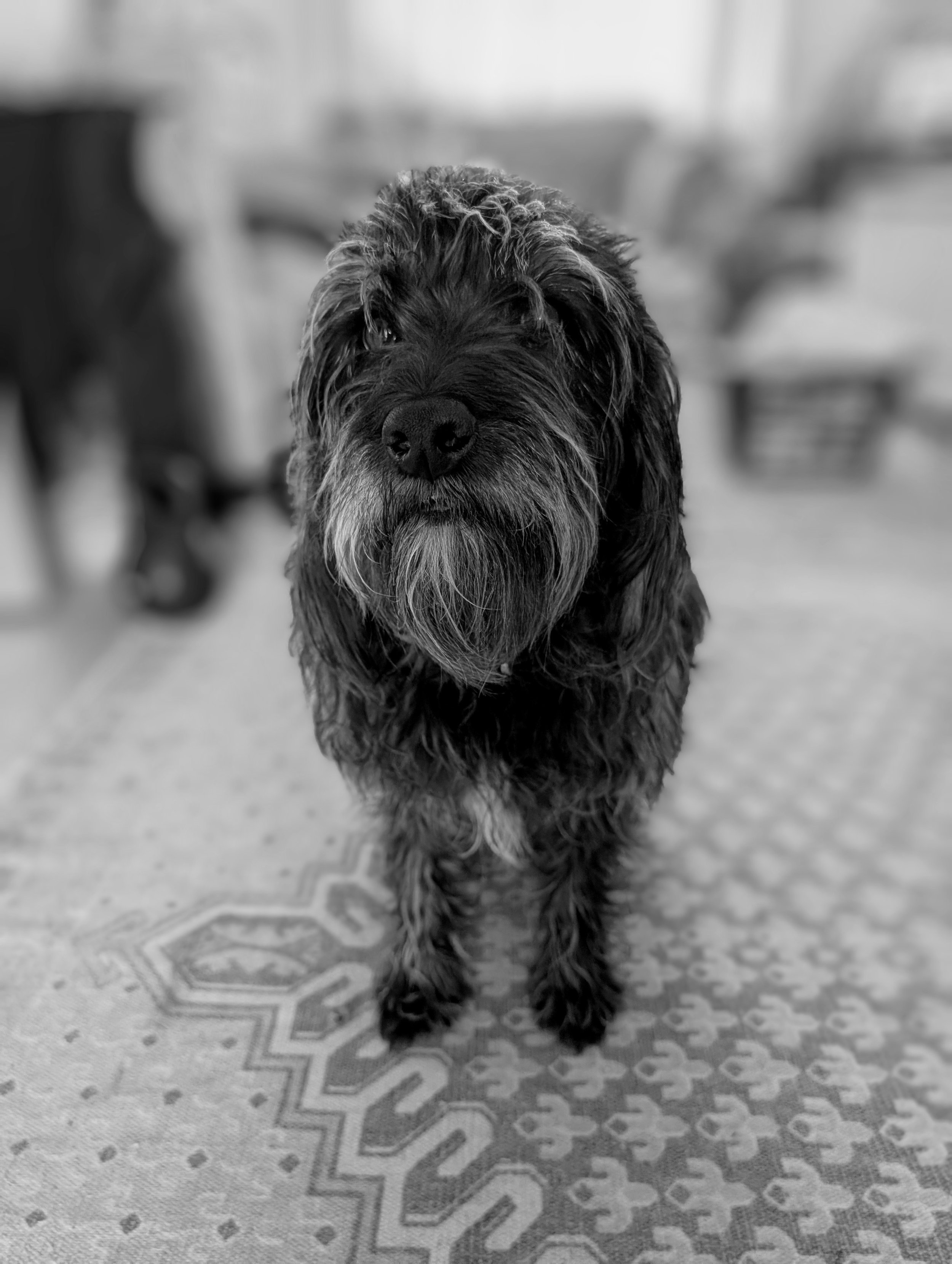 Black and gray dog walking on a patterned rug in a home interior, with blurred background.