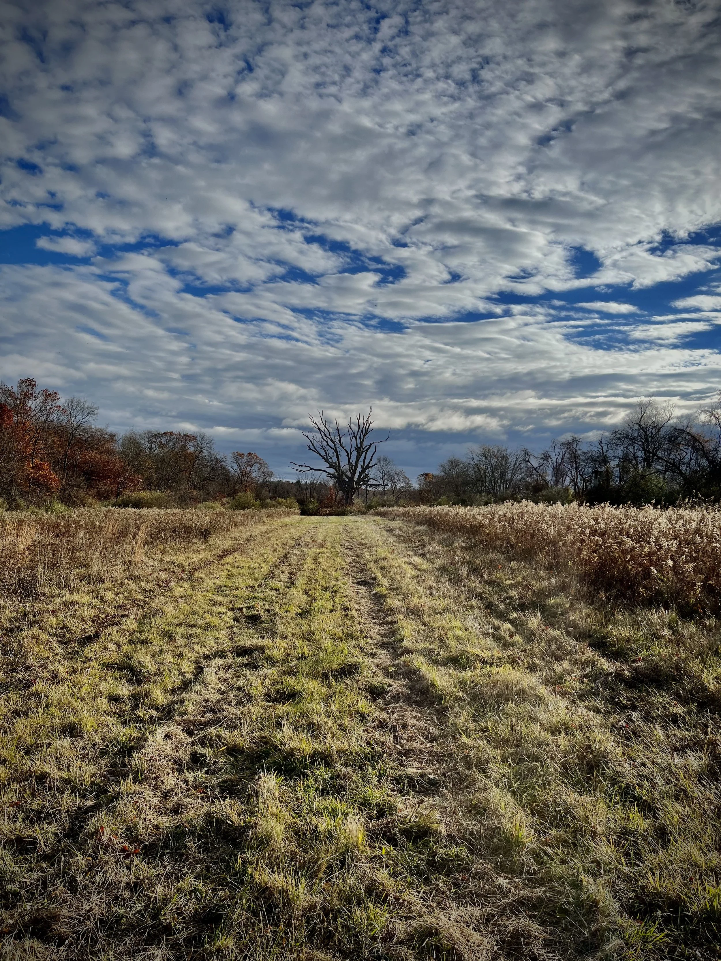 Field