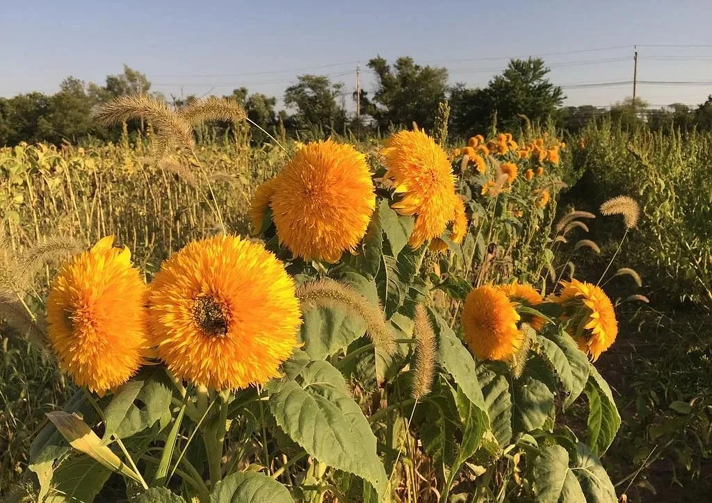 Flowers