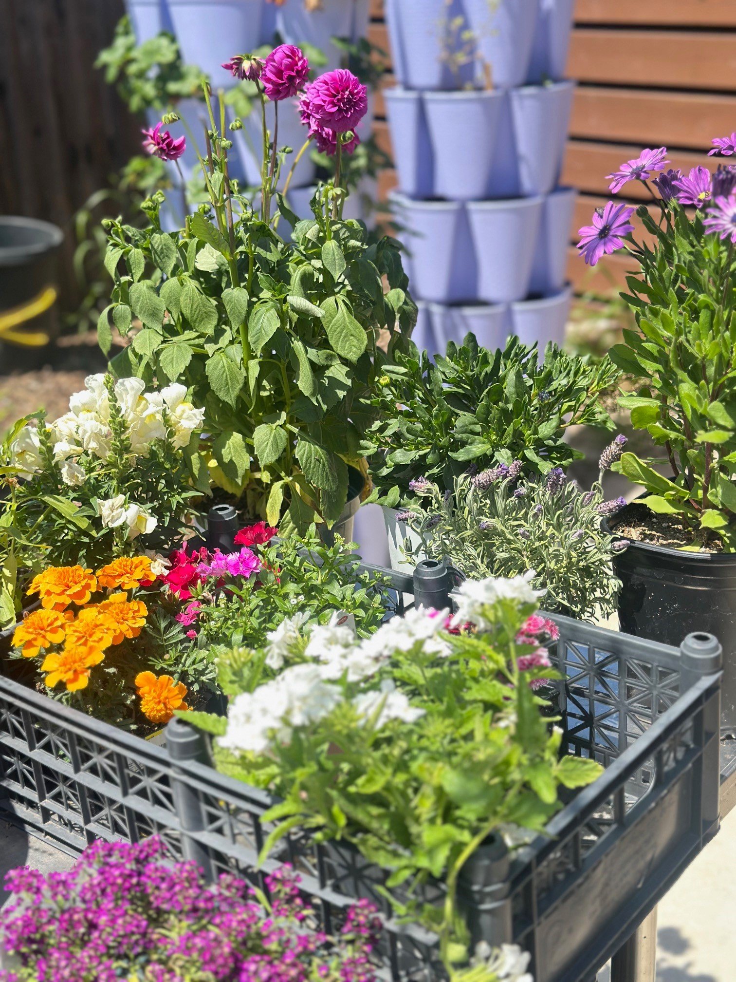 Various potted flowers and plants in a gray plastic basket, with a wooden fence and stacked plant pots in the background.