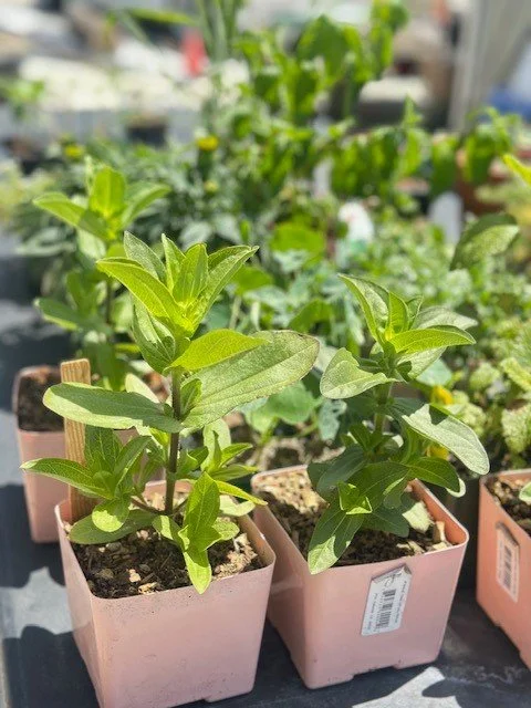Small potted herbs with green leaves on a garden table