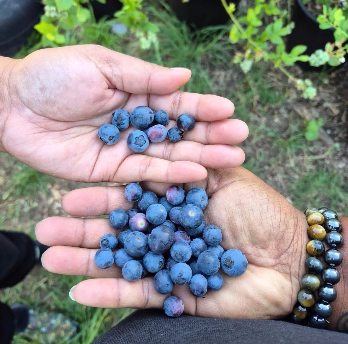 Two people holding fresh blueberries in their hands outdoors, with green plants and soil in the background.