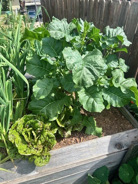 A vegetable garden bed with large collard greens and curly leaf lettuce, surrounded by a wooden fence and other lush greenery.