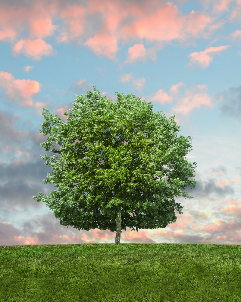 A large green leafy tree on a grassy hill with a sky filled with pink and orange clouds during sunset or sunrise.