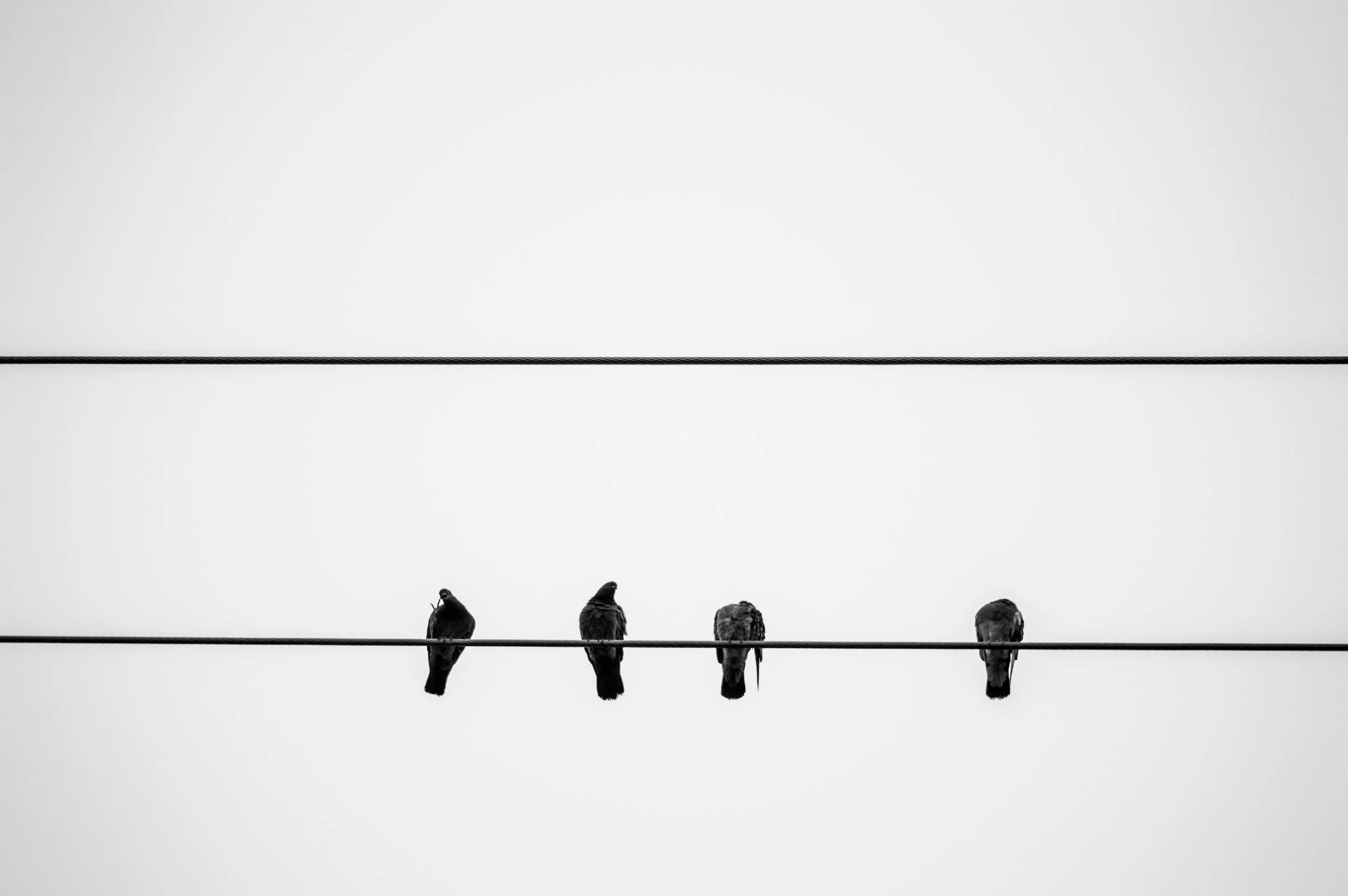 Five birds sitting on a wire against a clear sky.