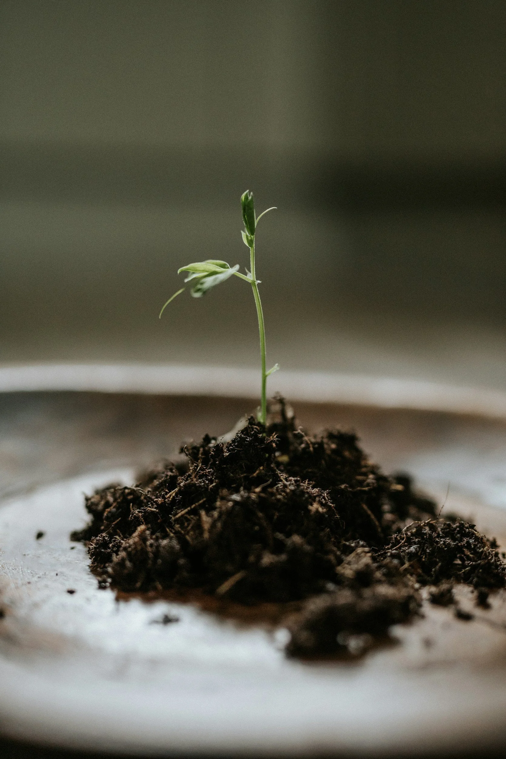 A small green plant sprouting from dark soil on a white surface.