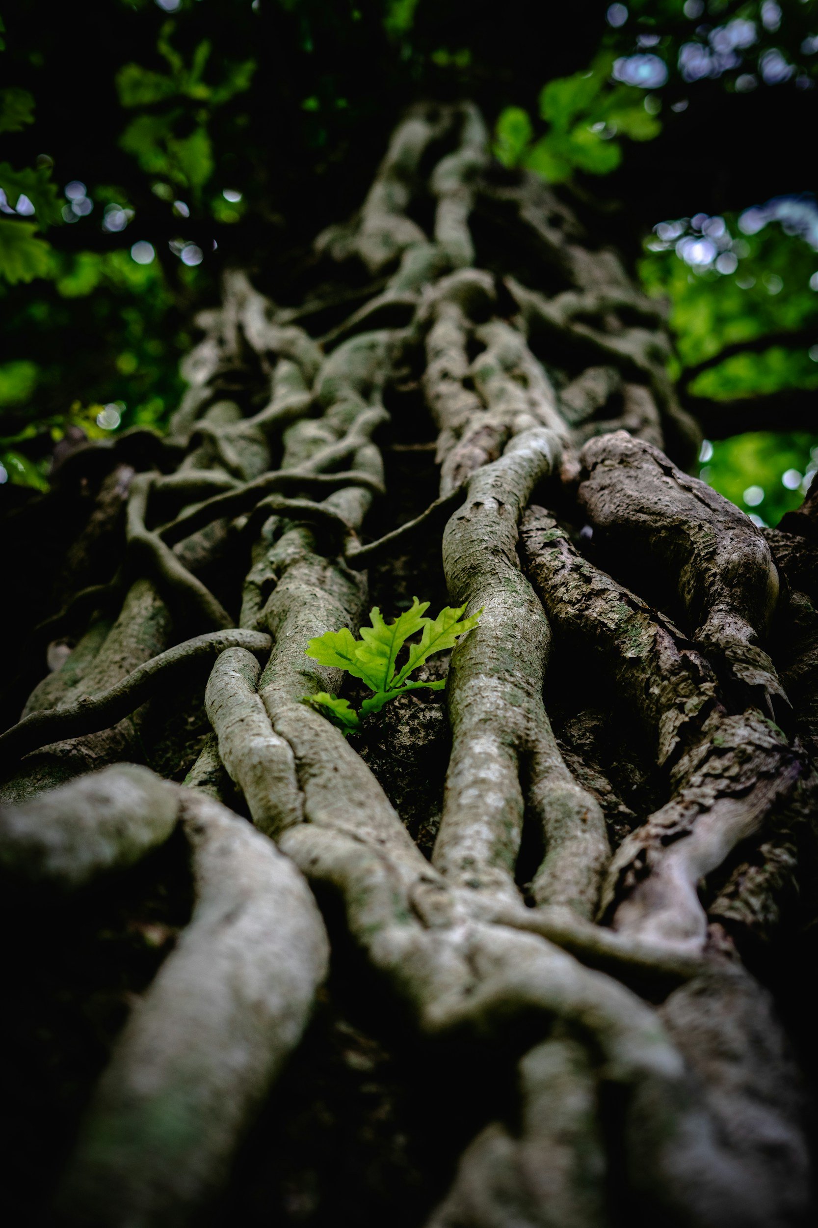 Looking up at a tall tree with thick, twisted roots and green leaves around the trunk, with sunlight filtering through.