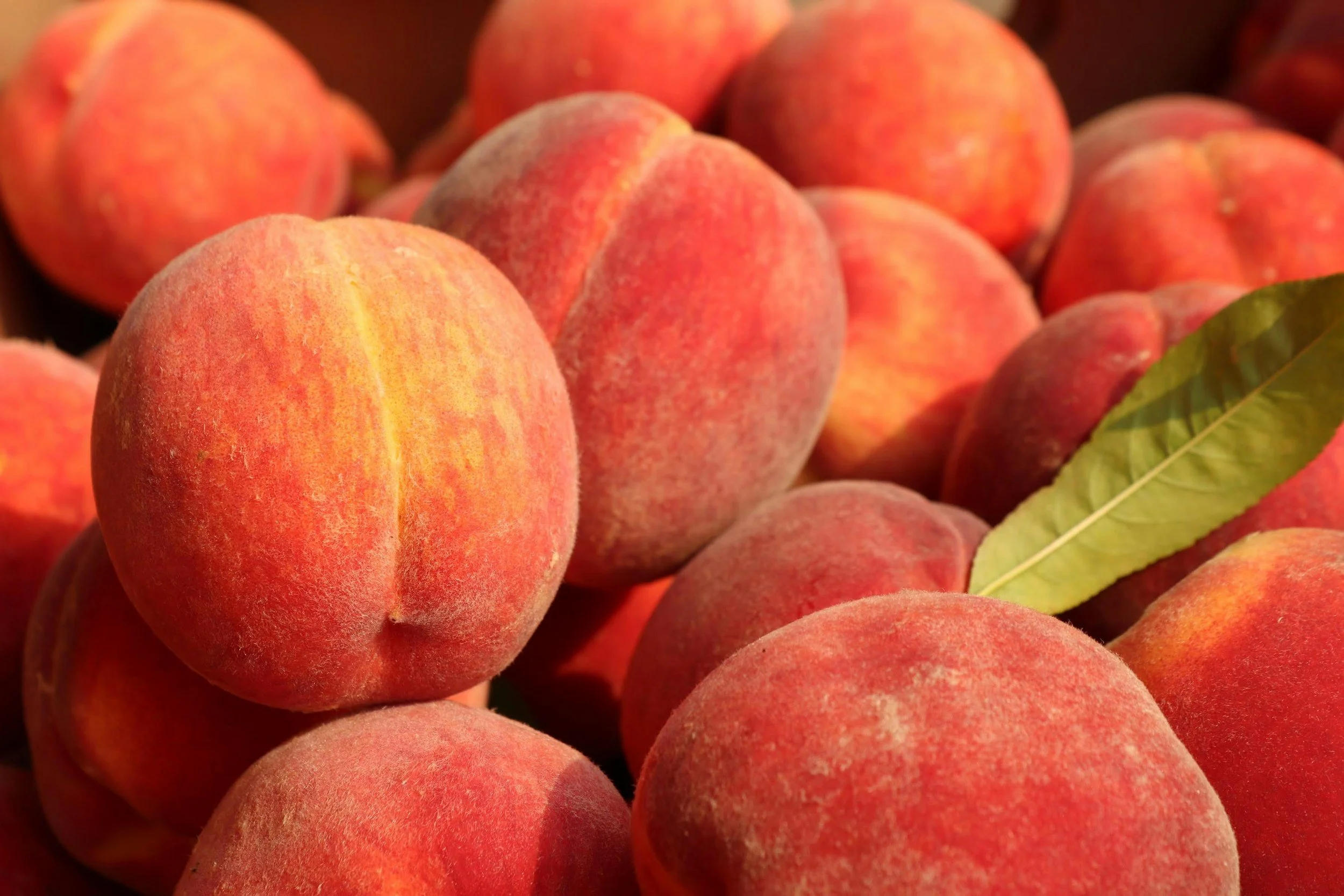 Close-up of several ripe peaches with fuzzy skin and a green leaf.