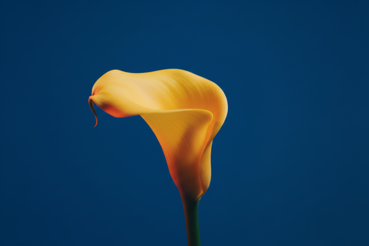 Close-up of a yellow calla lily flower with a blue background.