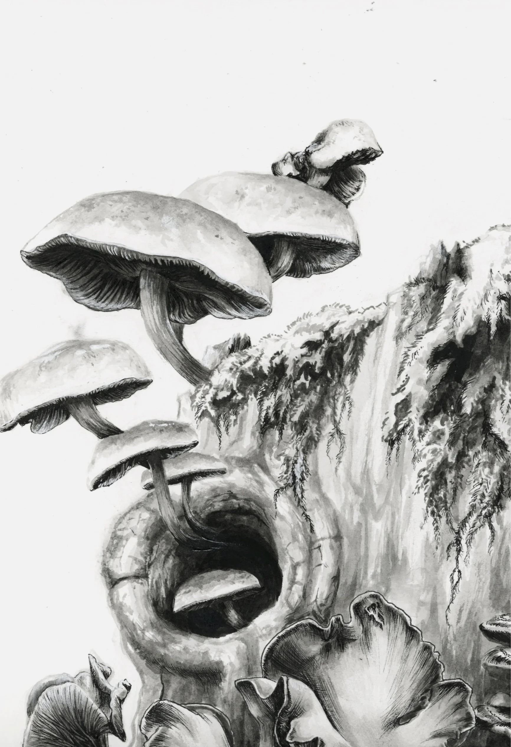 mushrooms+2.jpg