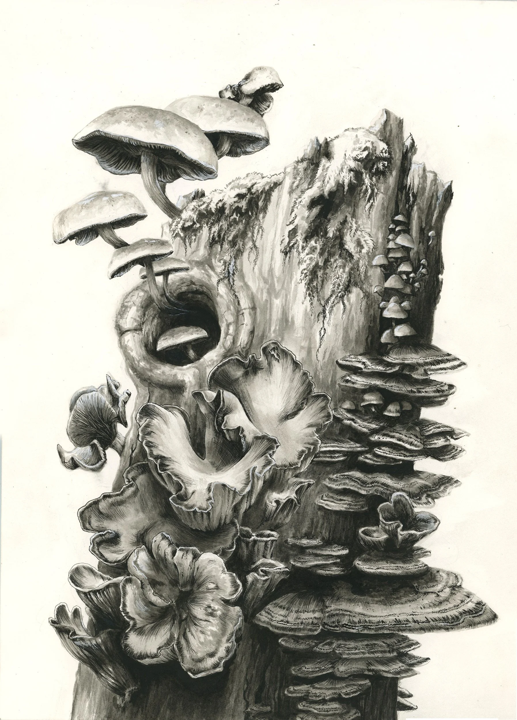 Mushroom Stump