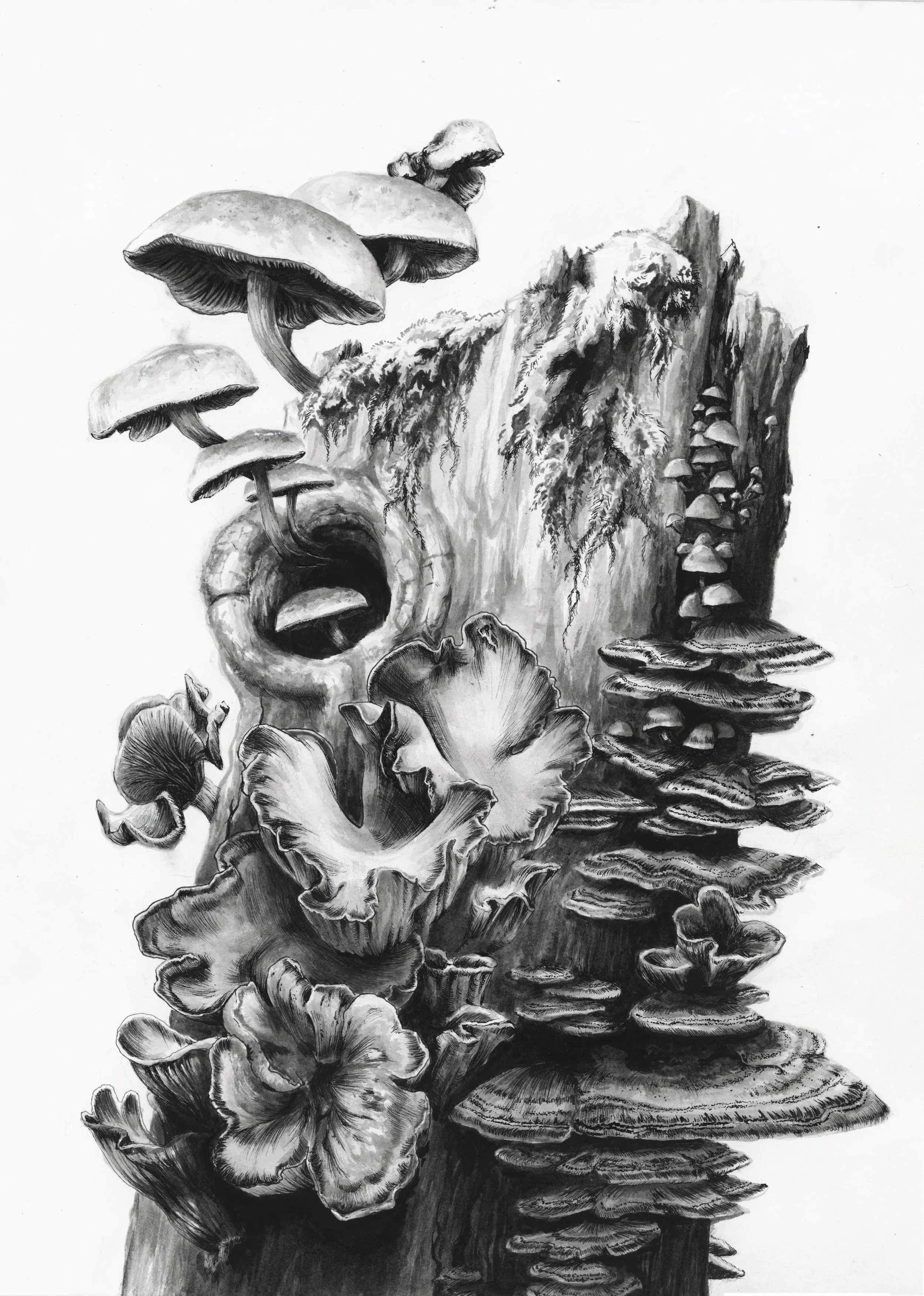 HartleyBauer_MushroomStump.jpg