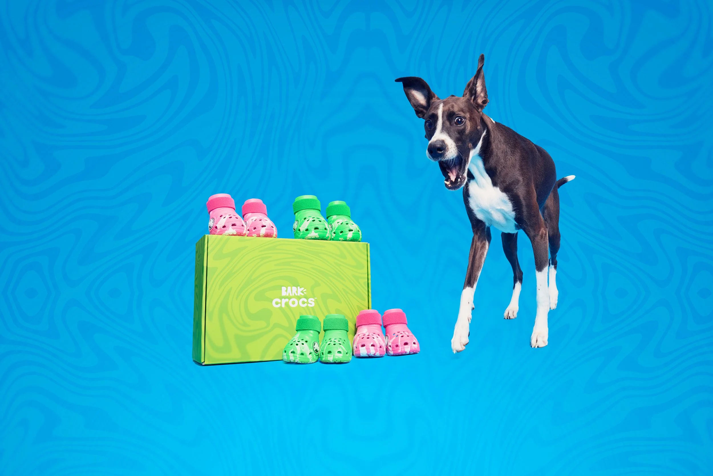 BARK x Crocs