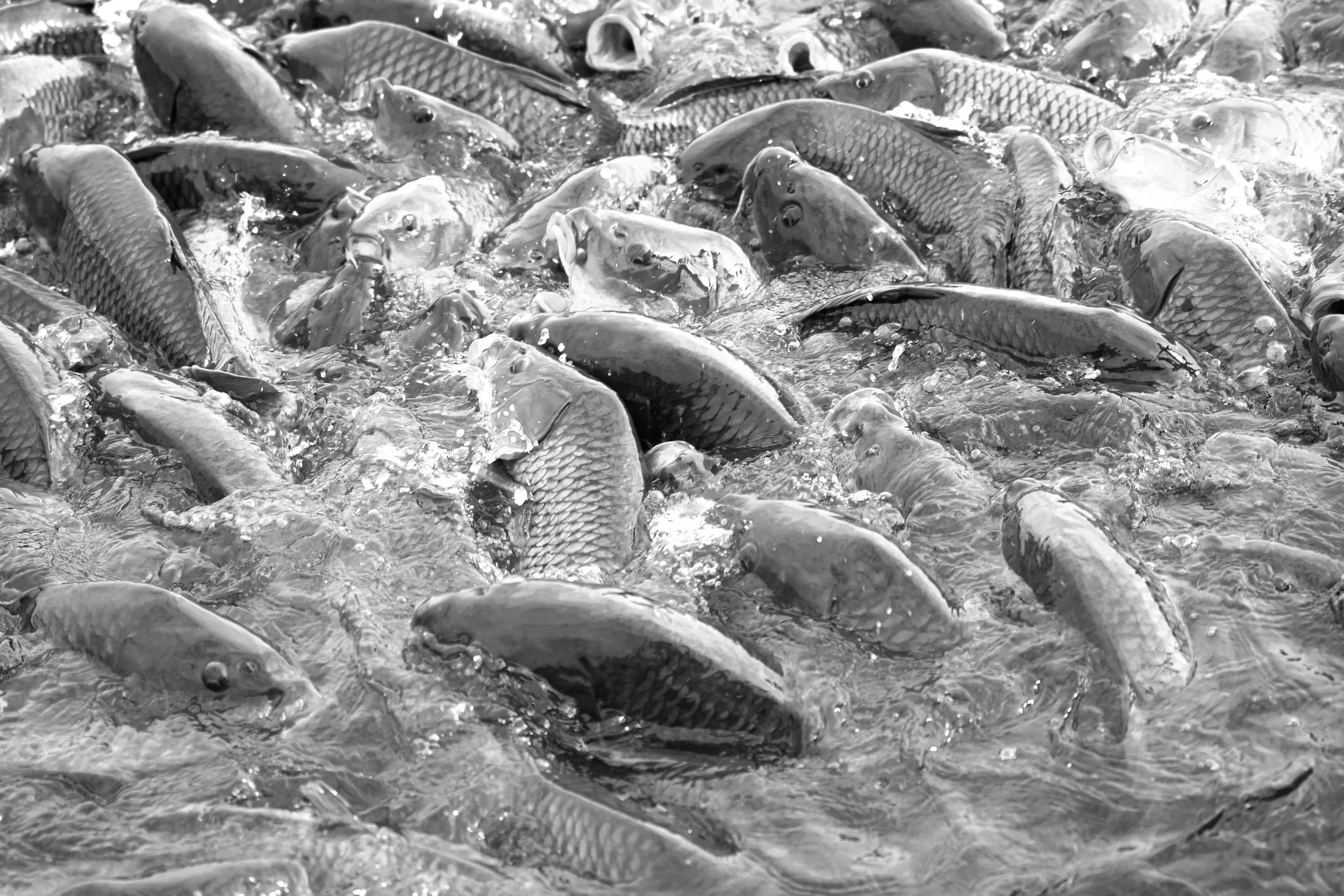 Black and white photo of many fish swimming in water.